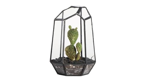 A geometric glass terrarium with a cactus inside