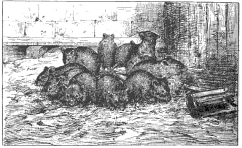 An illustration from Henri Coupin's 1903 book Les Animaux Excentriques