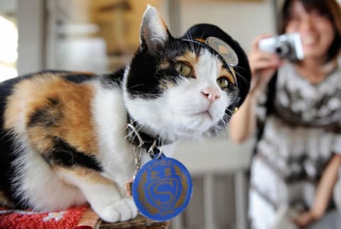 "Tama" wearing her stationmaster's cap of Japan's Wakayama Electric Railway.