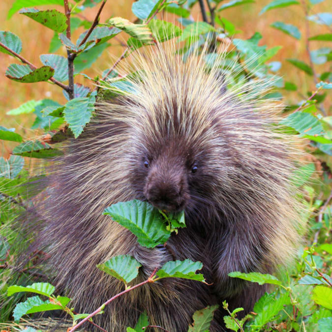 11 Sharp Facts about Porcupines