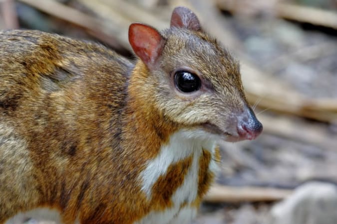 Chevrotain Facts | Mental Floss