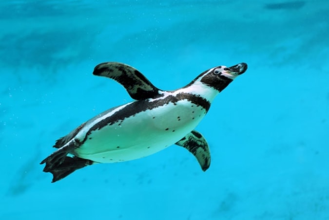 20 Black-and-White Facts About Penguins | Mental Floss