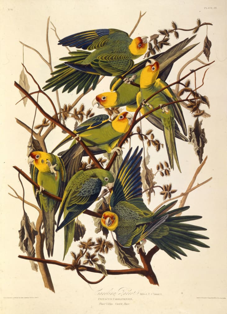 The Curious Extinction of the Carolina Parakeet