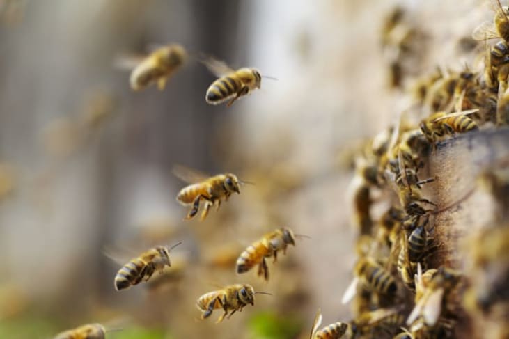 13 Fascinating Facts About Bees | Mental Floss