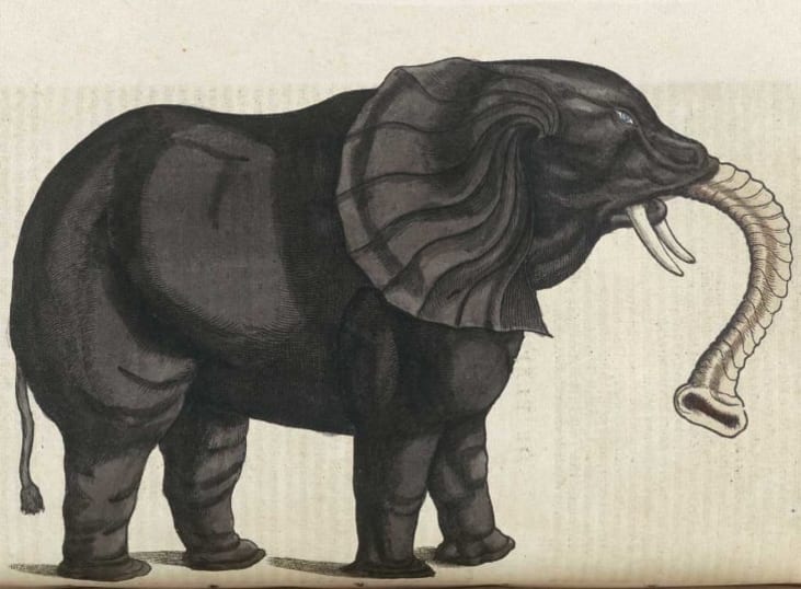 16 Hilarious Animal Illustrations from a 16th Century Book | Mental Floss